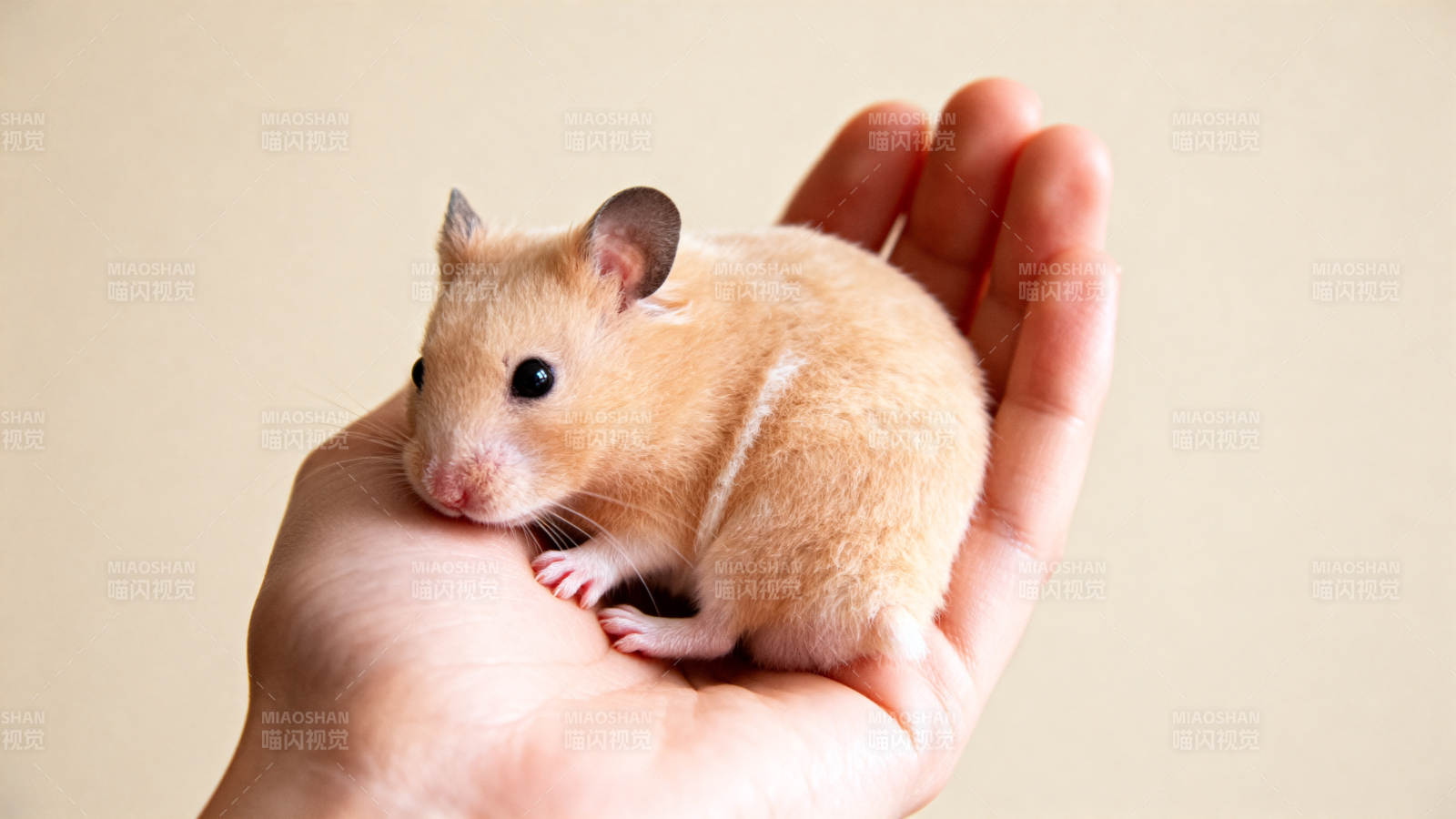 掌心小鼠图片