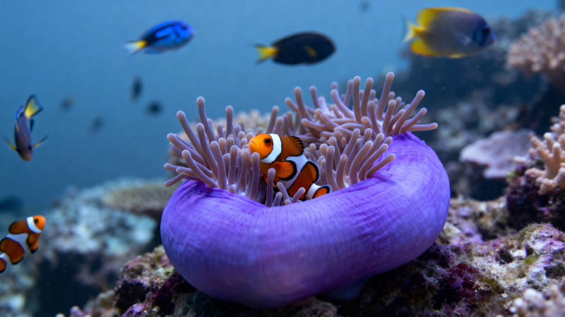 小丑鱼与海葵共生图片