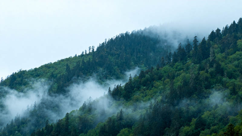 雾绕青山林海图片