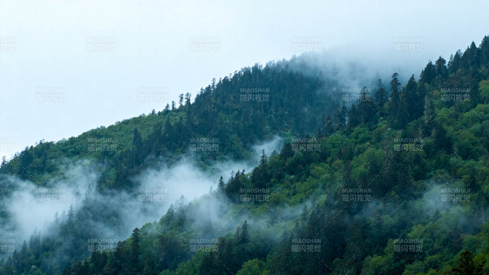 雾绕青山林海图片