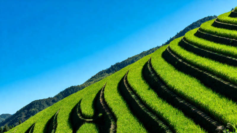 梯田绿浪图片