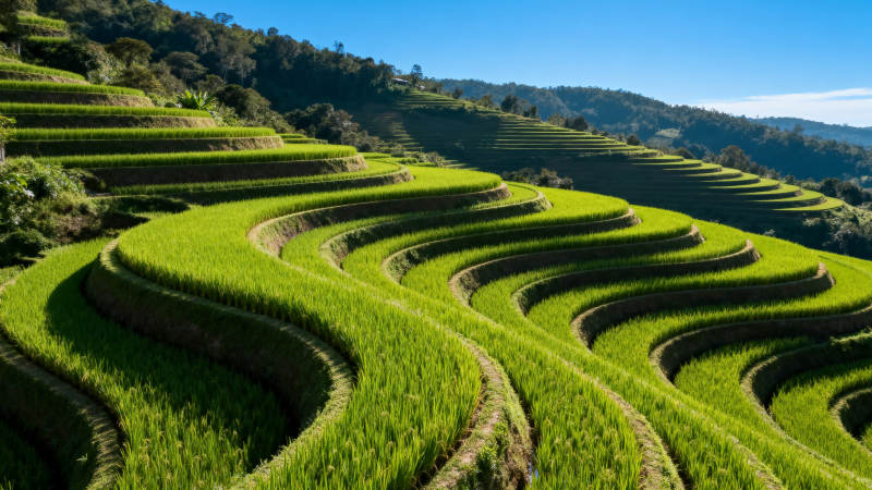 梯田绿波图片