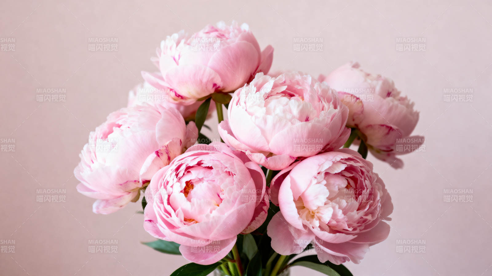 粉嫩牡丹花束图片