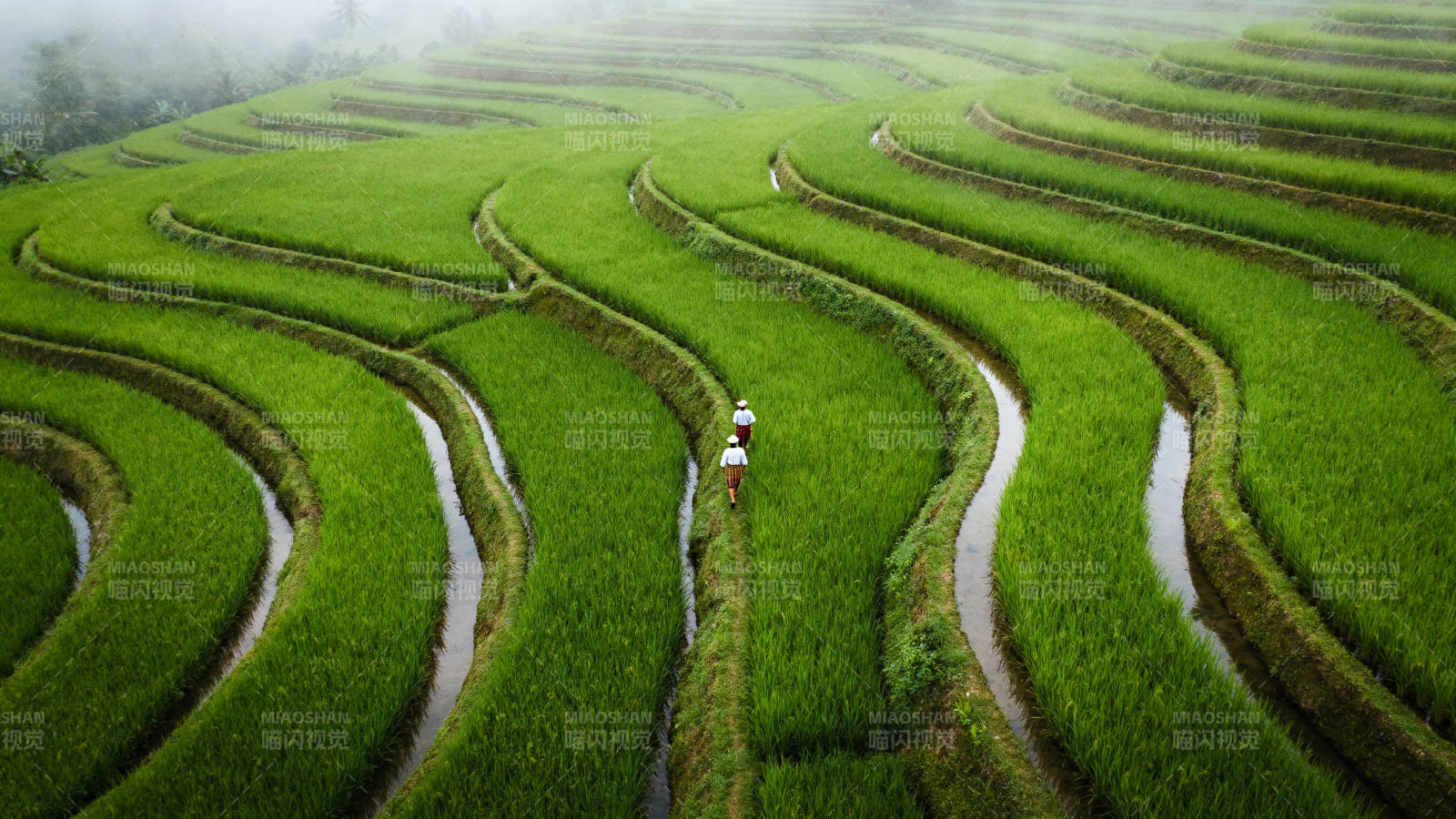 梯田绿浪行者图片