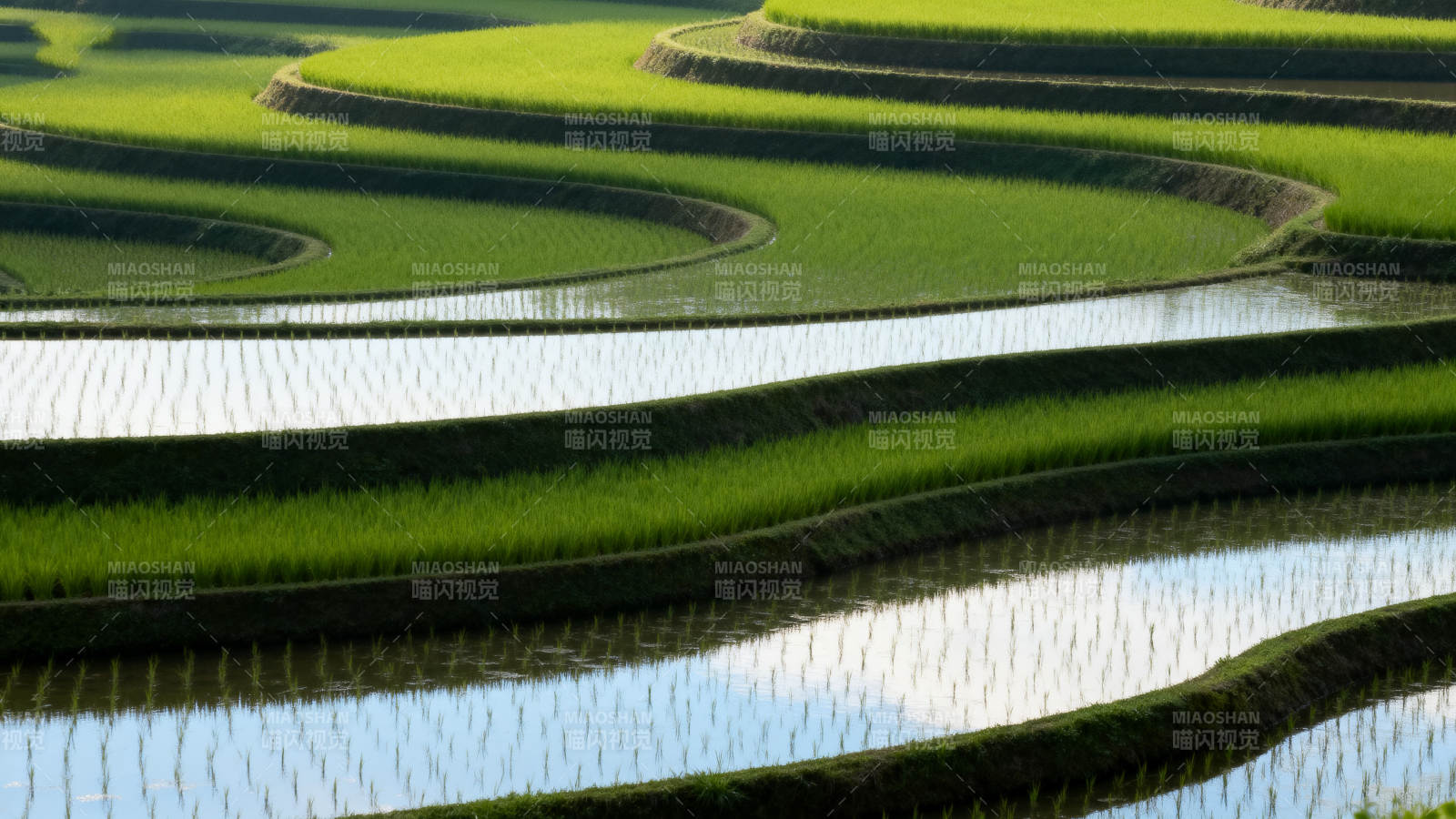 梯田碧波映翠绿图片