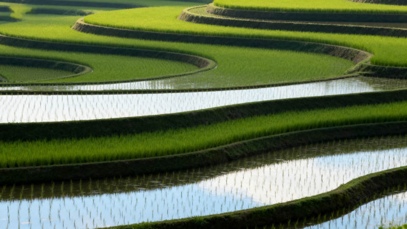 梯田碧波映翠绿图片