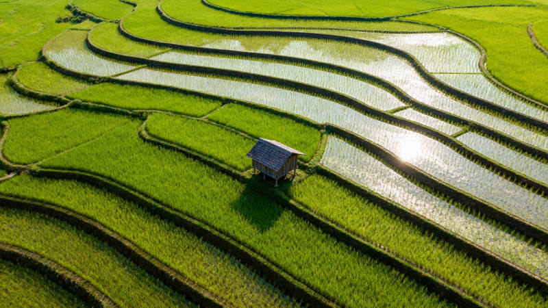 梯田风光 绿意盎然图片