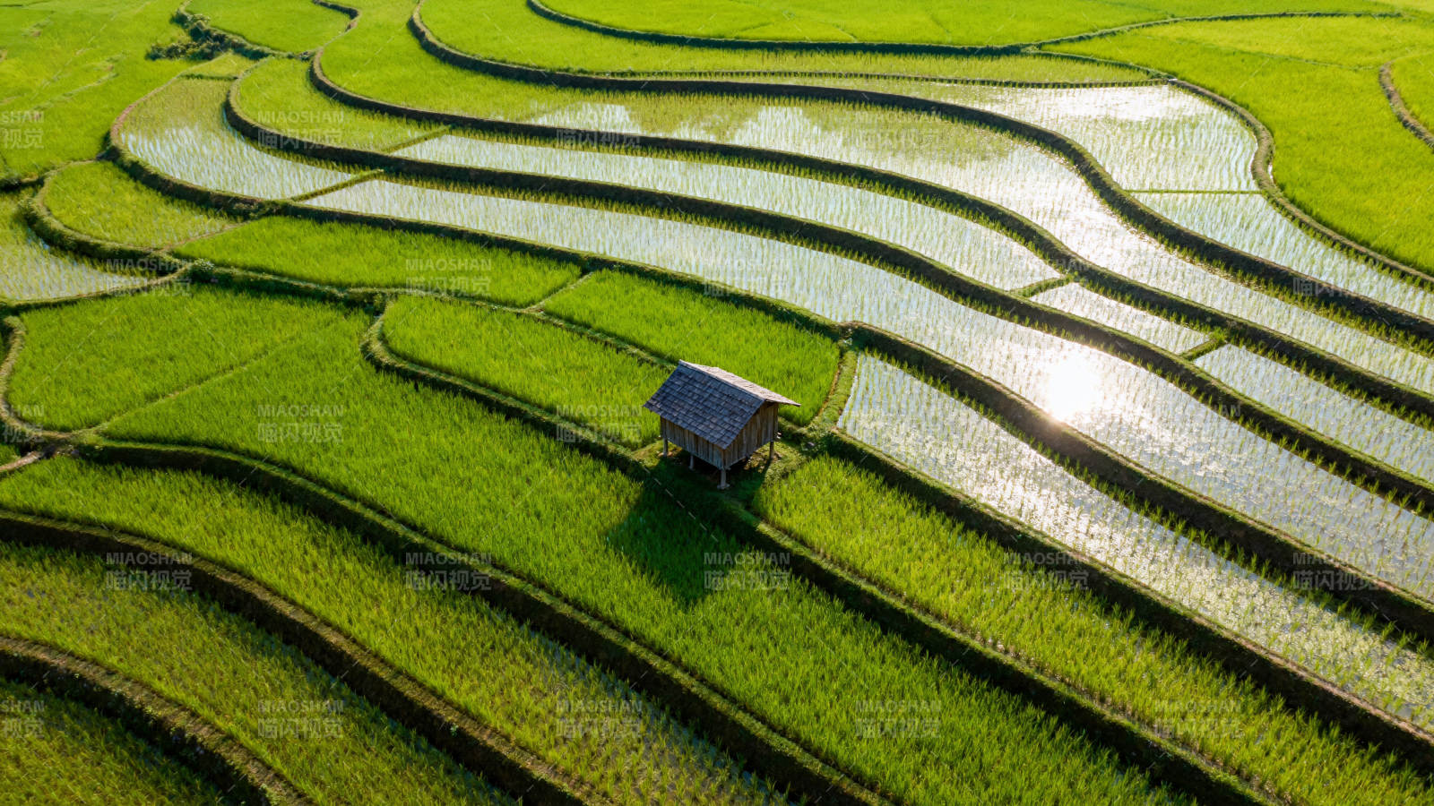梯田风光 绿意盎然图片