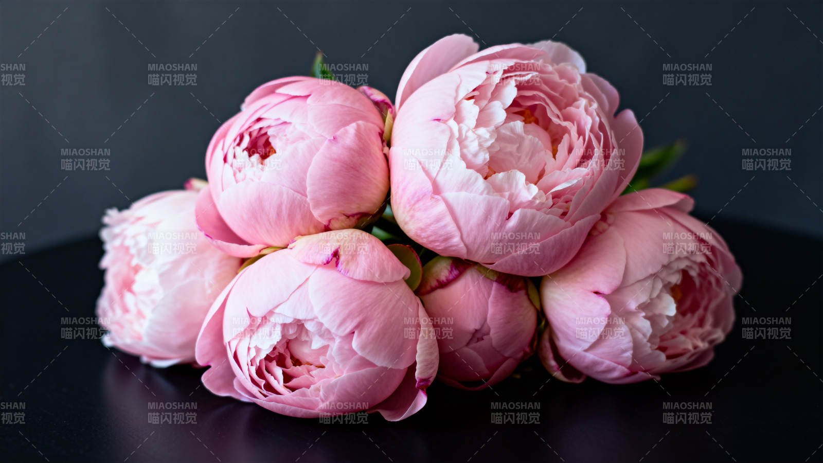 粉嫩牡丹绽放图片