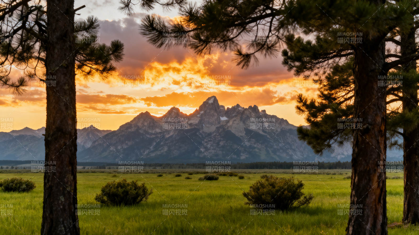 山峦夕照松林间图片