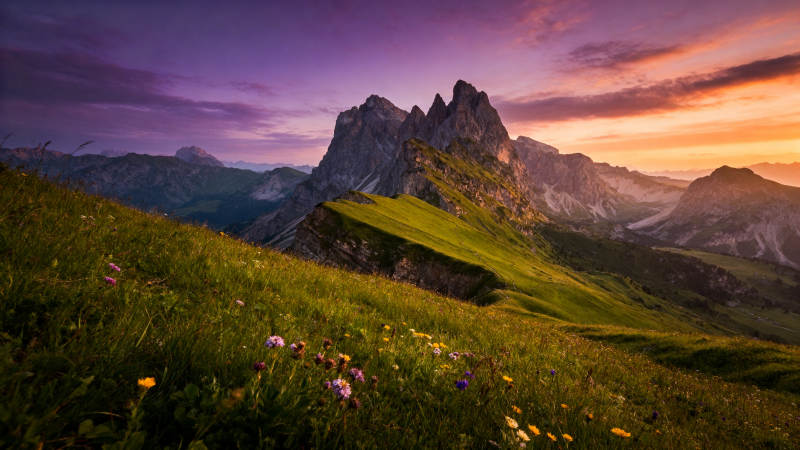 山巅花海日落时图片