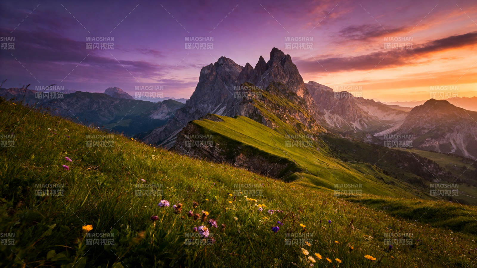 山巅花海日落时图片