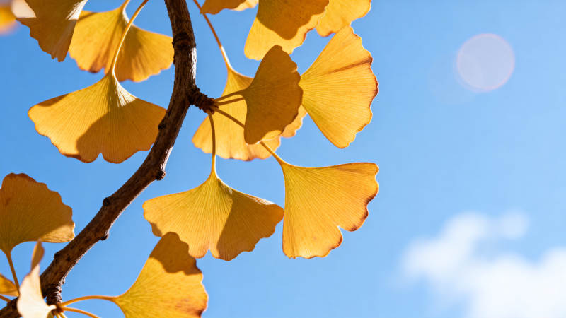 秋叶金黄映蓝天图片