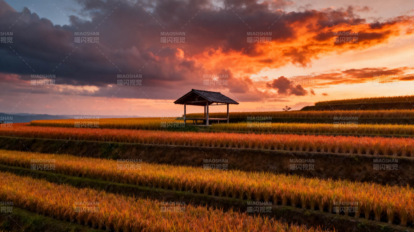 稻田夕照小亭图片