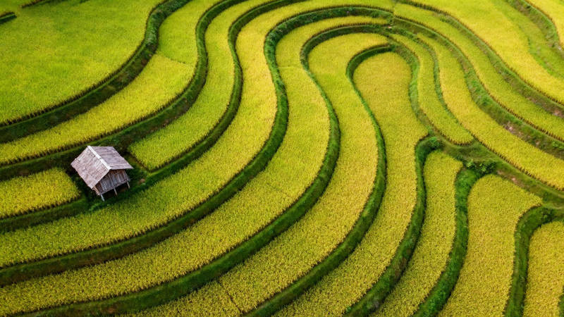 梯田上的小屋图片