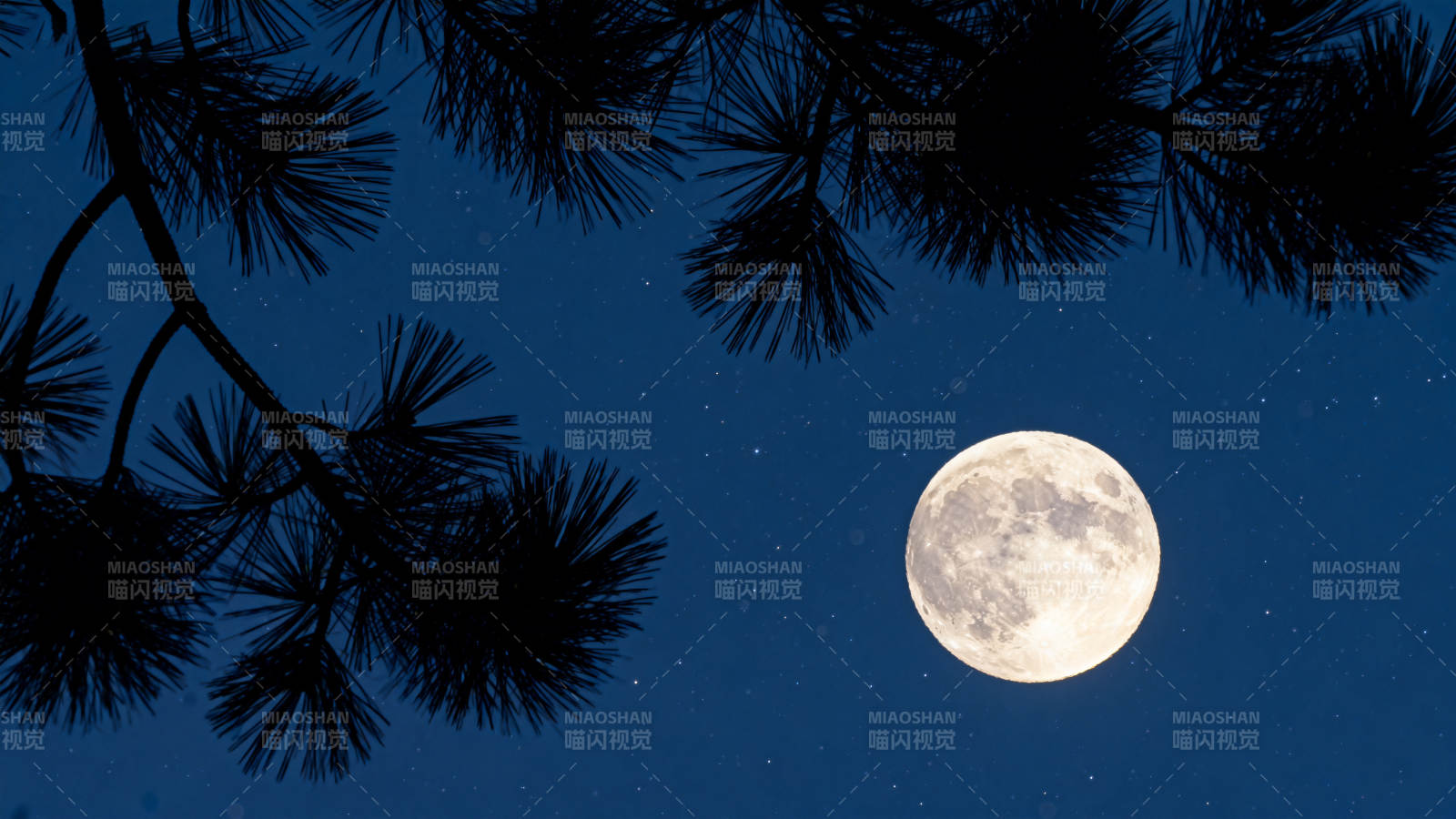 松影伴月夜图片