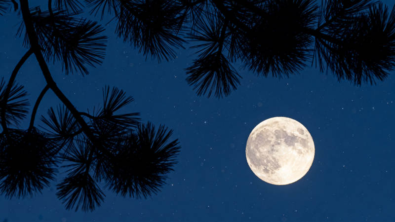 松影伴月夜图片