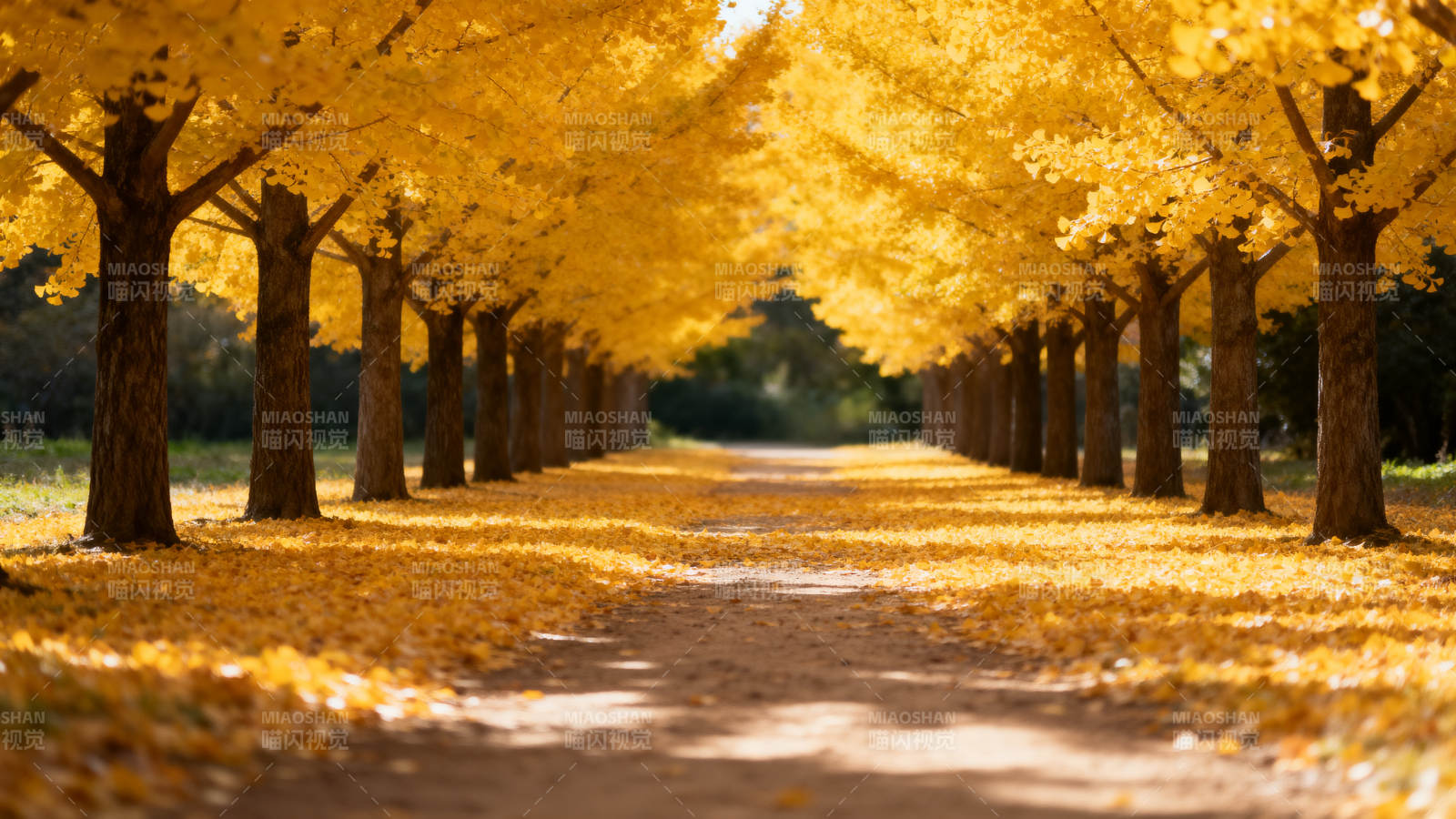 金秋林荫道图片