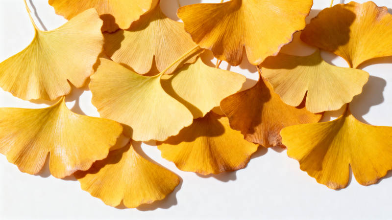 银杏叶秋色图片