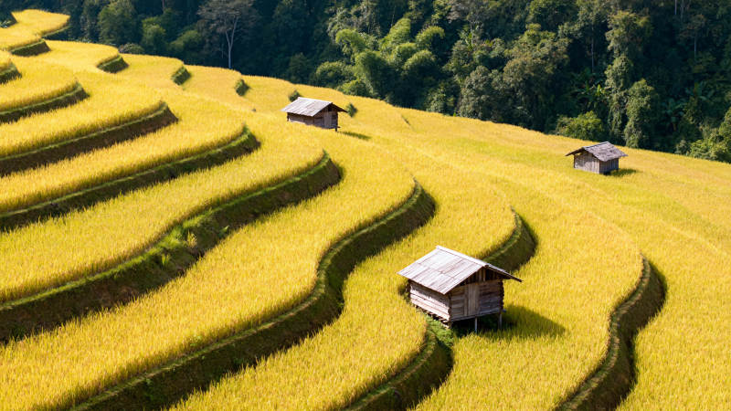 金秋梯田风光图片