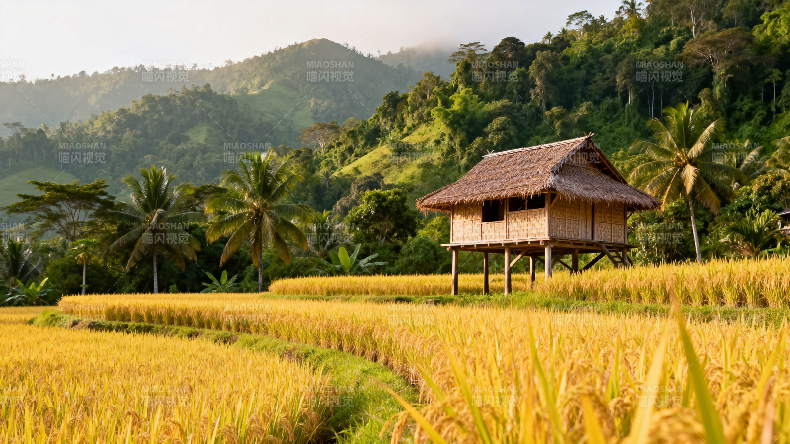 稻田中的木屋图片