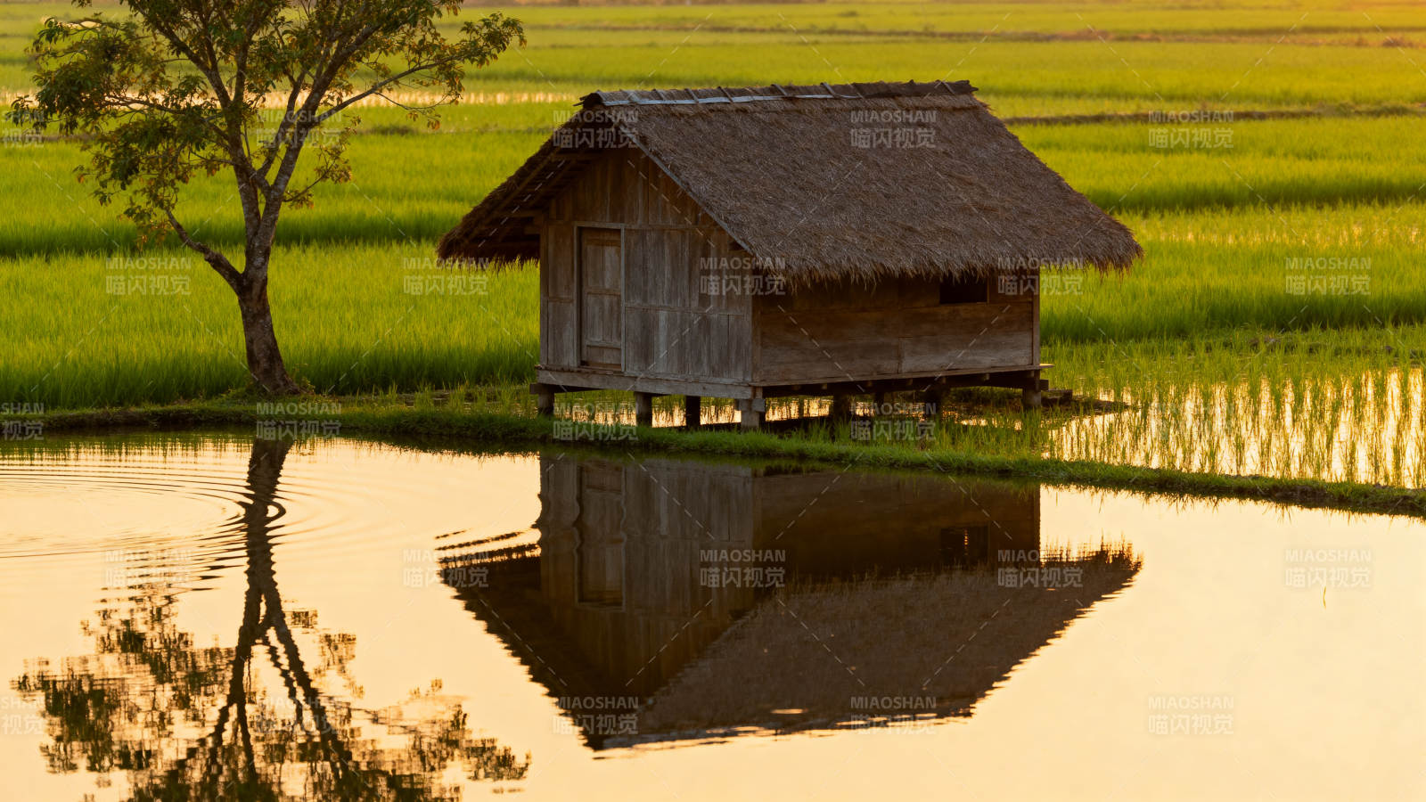稻田小屋倒影图片