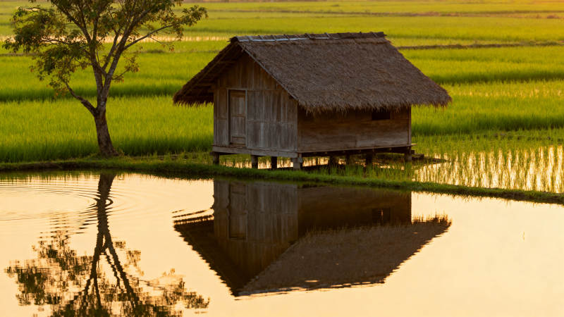 稻田小屋倒影图片