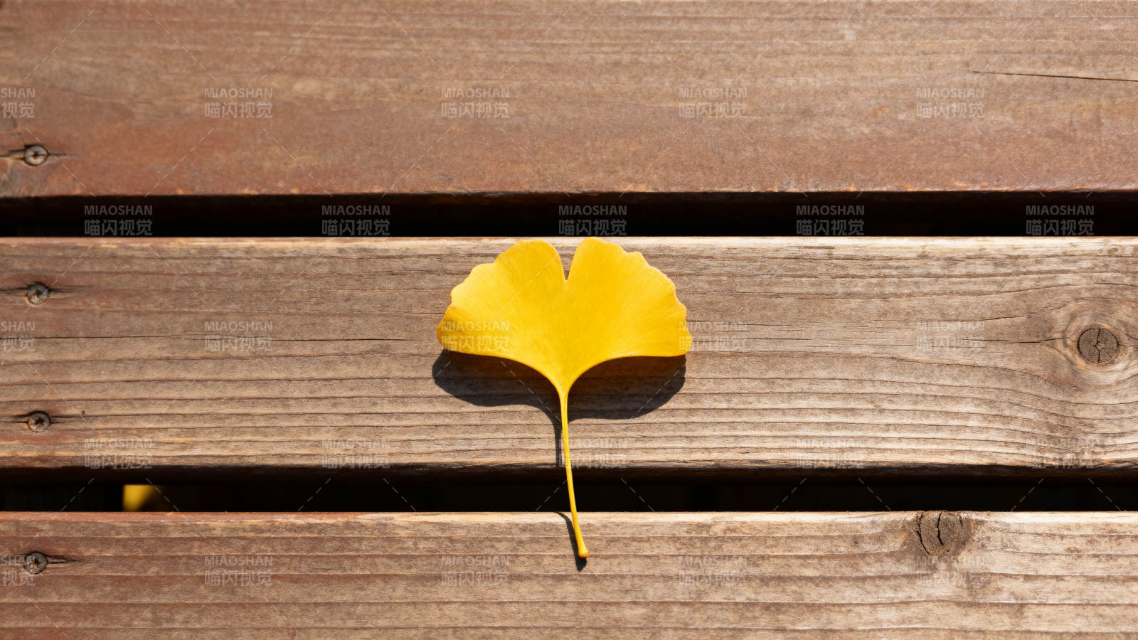 银杏叶落木桌图片