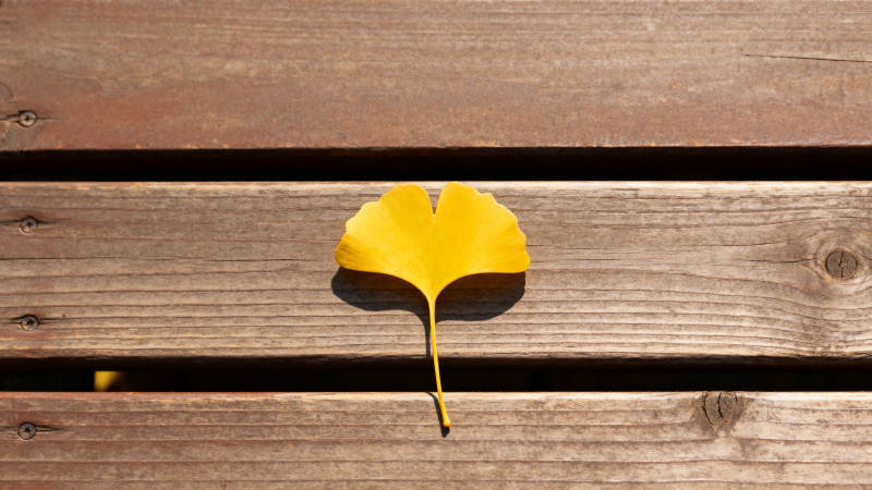 银杏叶落木桌图片