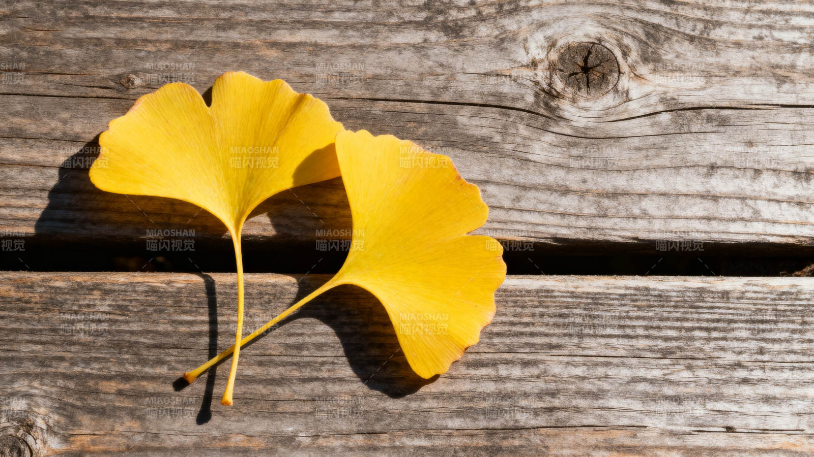 银杏叶静卧木纹图片
