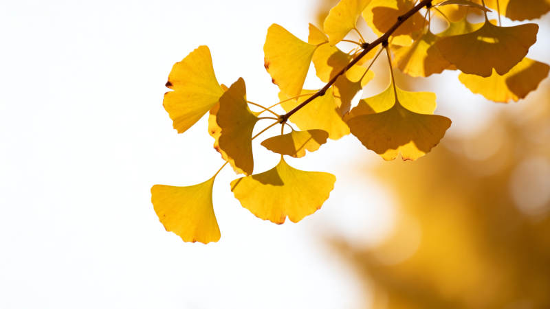 秋叶金黄 枝头飘逸图片