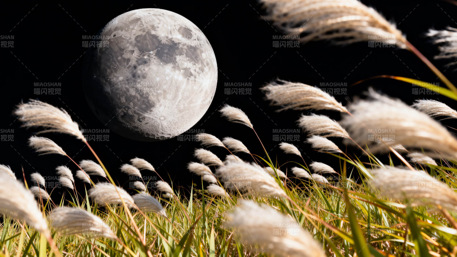 月下芦苇随风舞图片