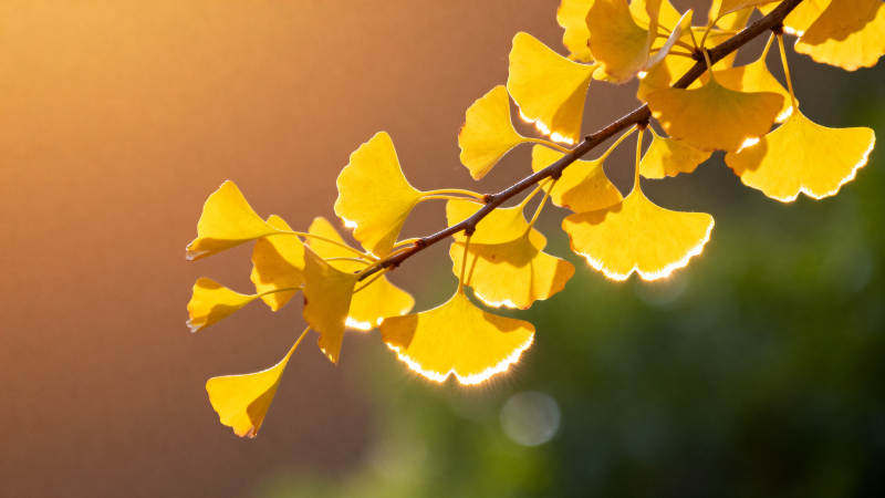 银杏叶在阳光下闪耀图片