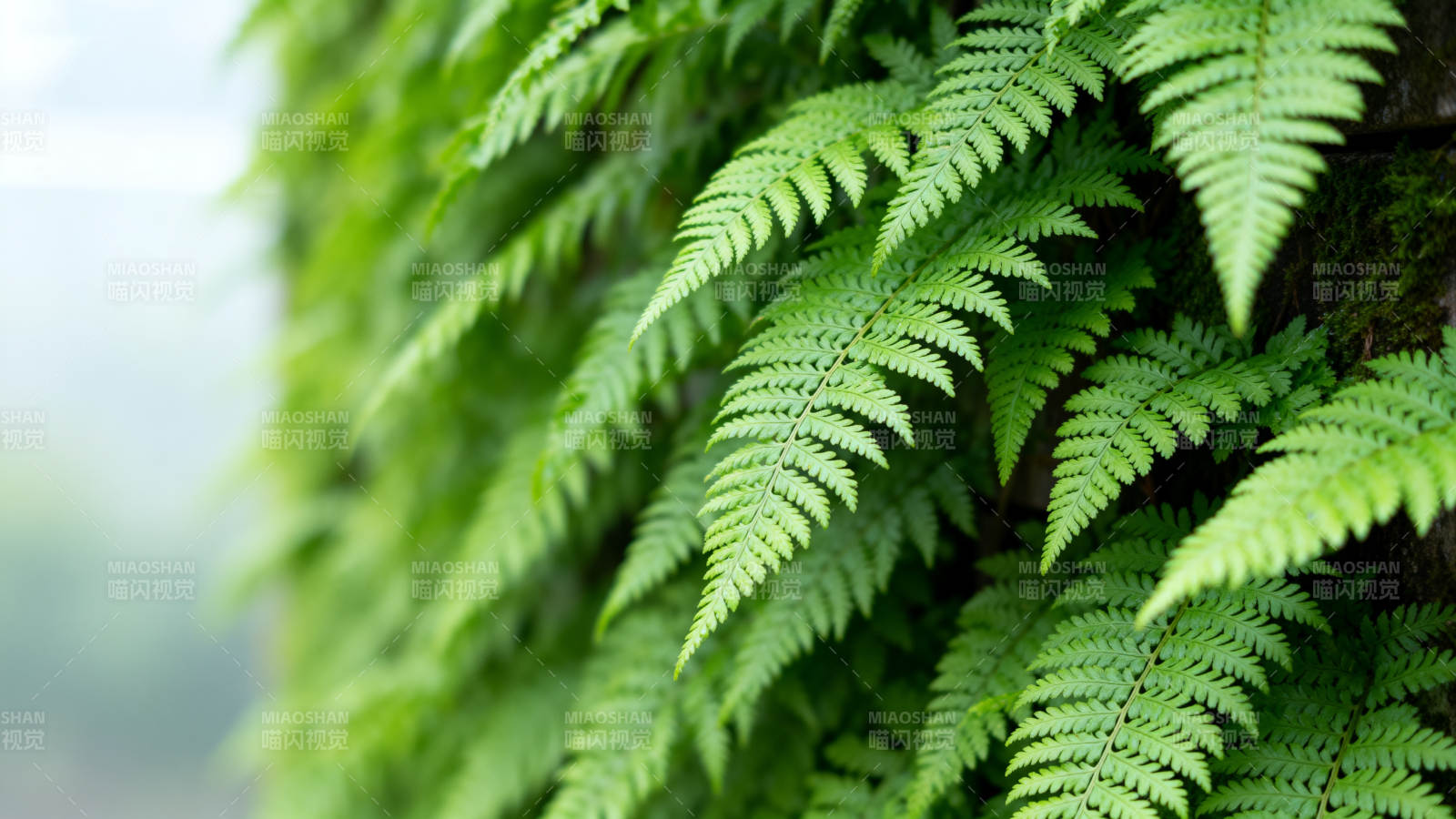 翠绿蕨叶垂挂墙图片