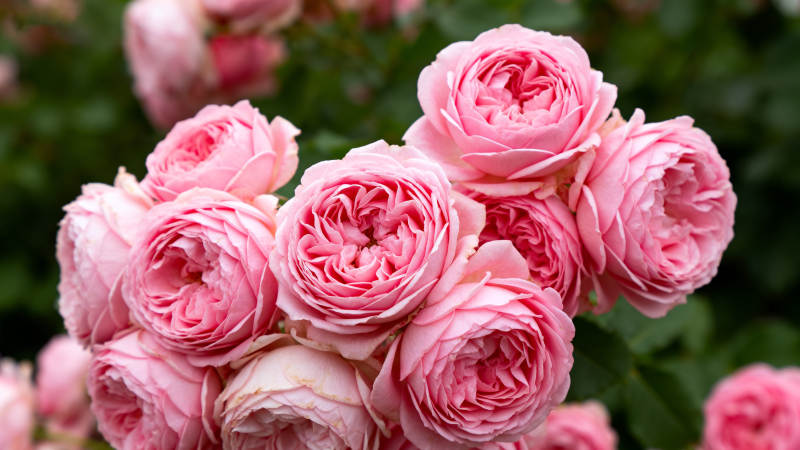 粉红玫瑰绽放图片