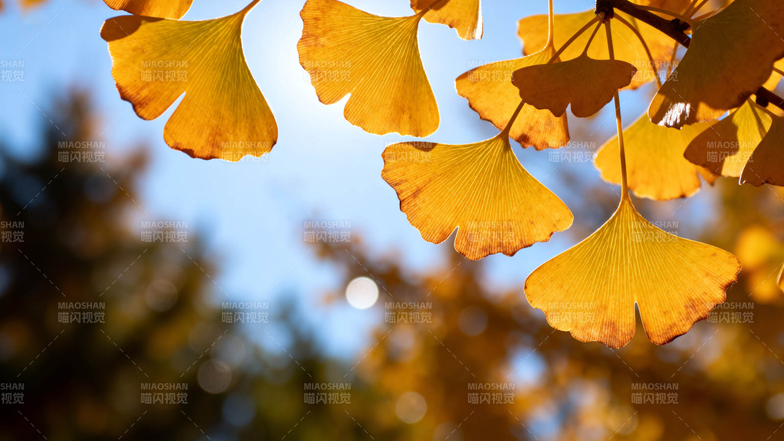 银杏叶黄秋意浓图片