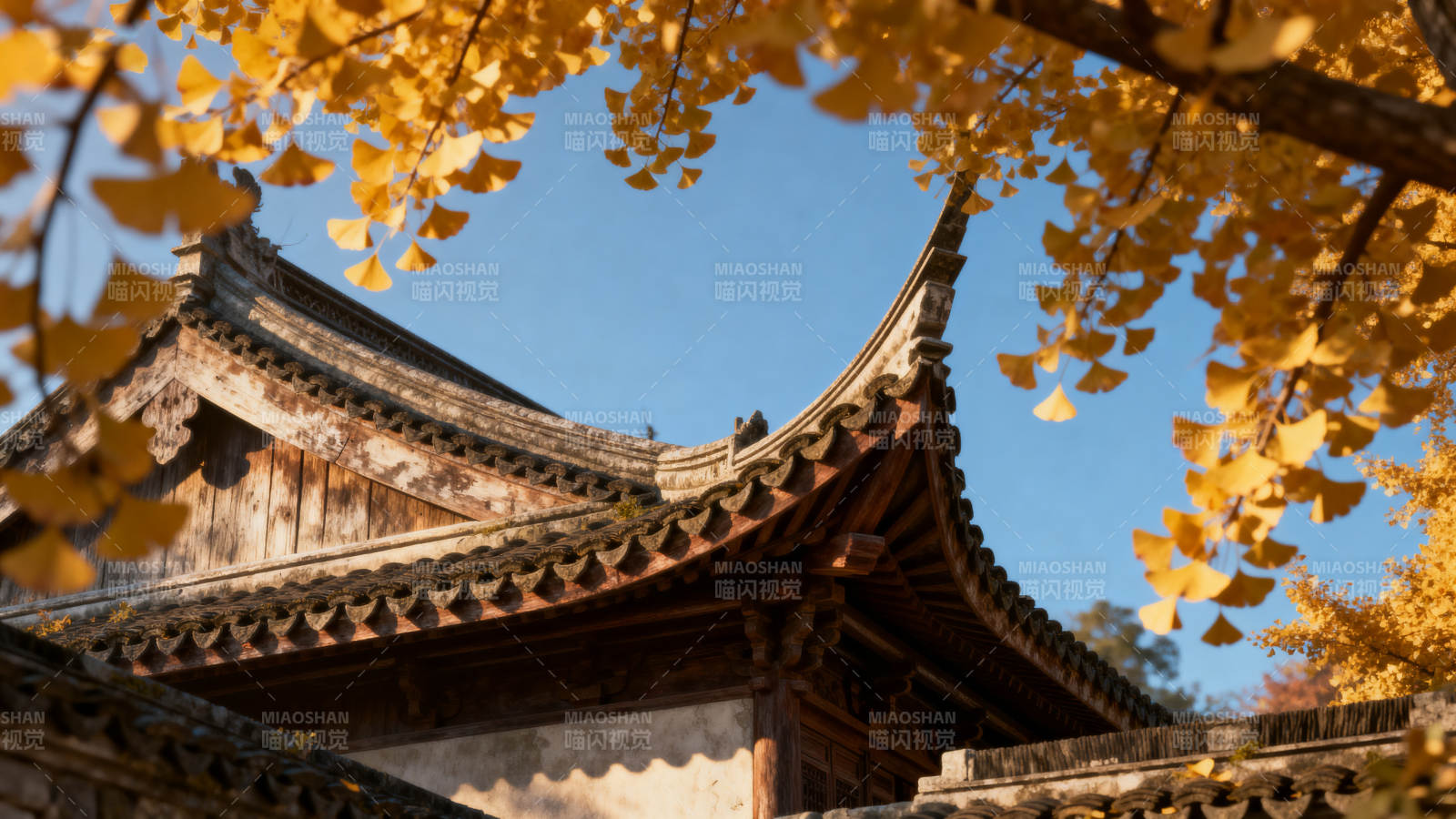 秋叶映古檐图片