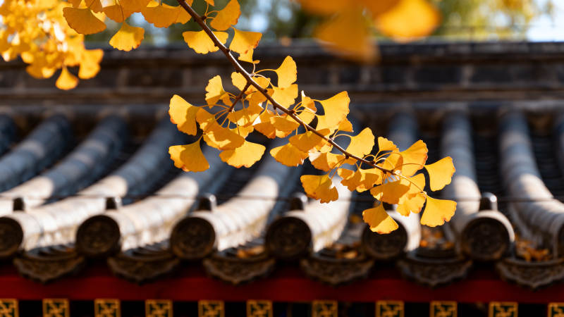 秋叶映古檐图片