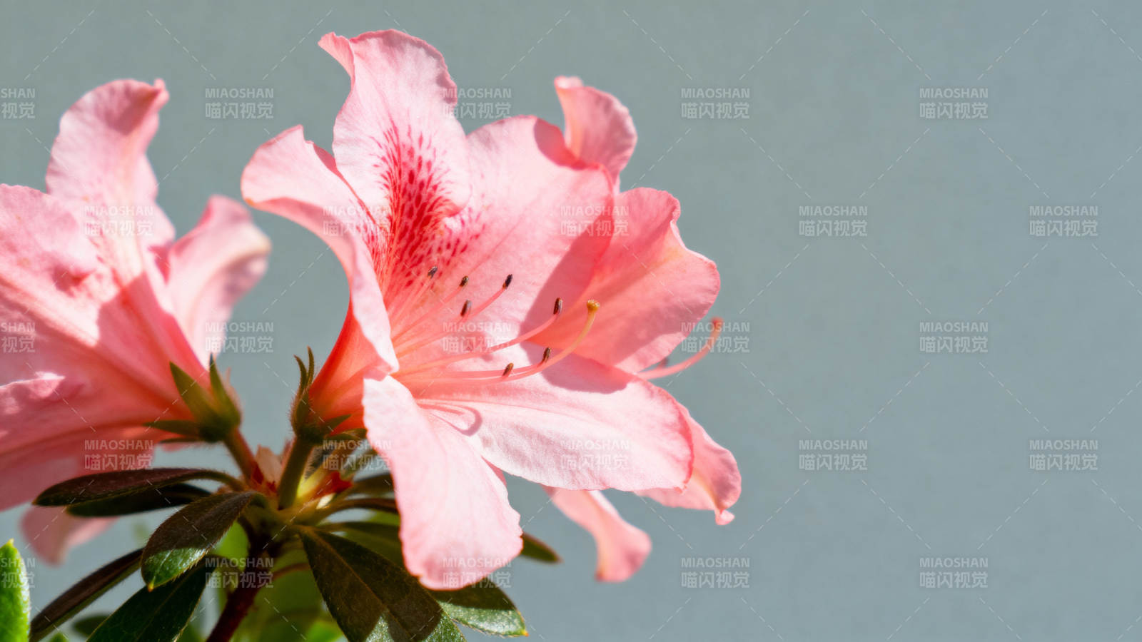 粉红杜鹃花绽放图片