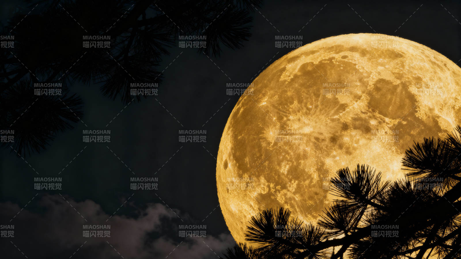 金月映松影图片