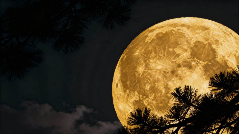 金月映松影图片