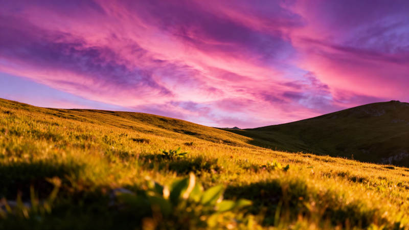 紫霞映草原图片