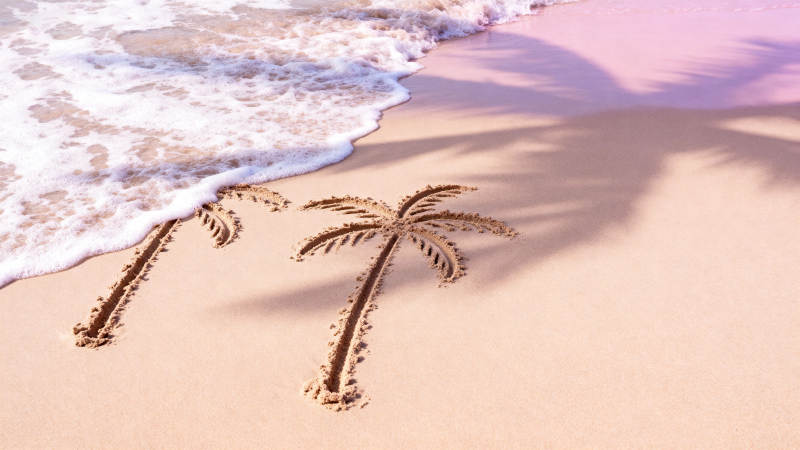 沙滩上的棕榈树影图片