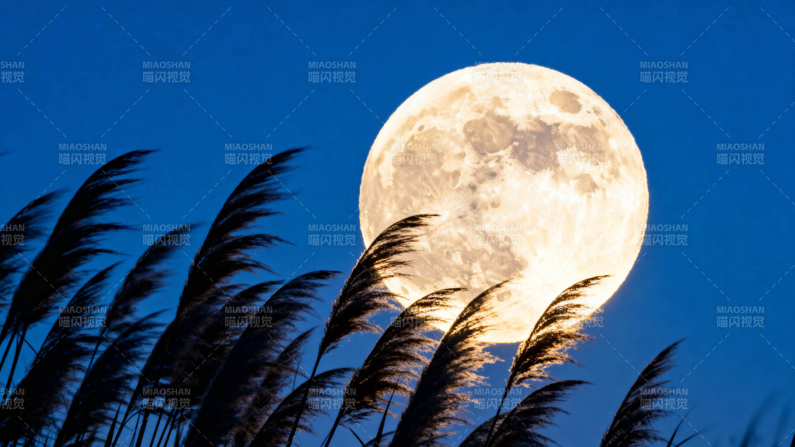 月升芦苇间图片