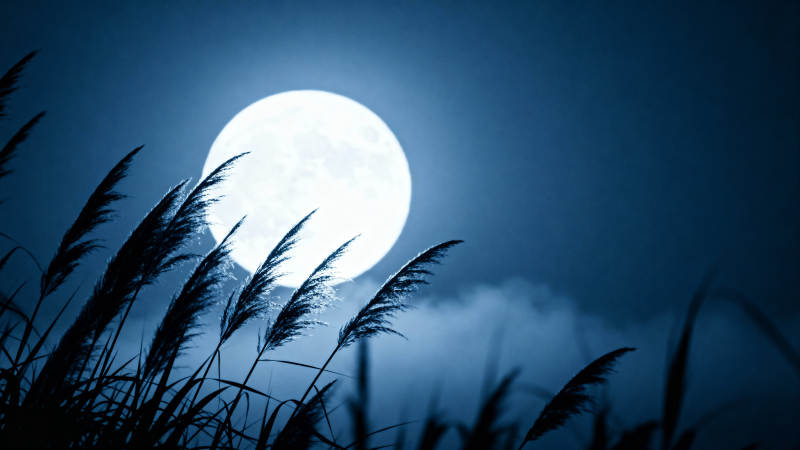 月下芦苇影图片