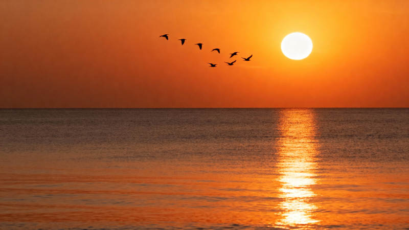 夕阳海鸟归航图片