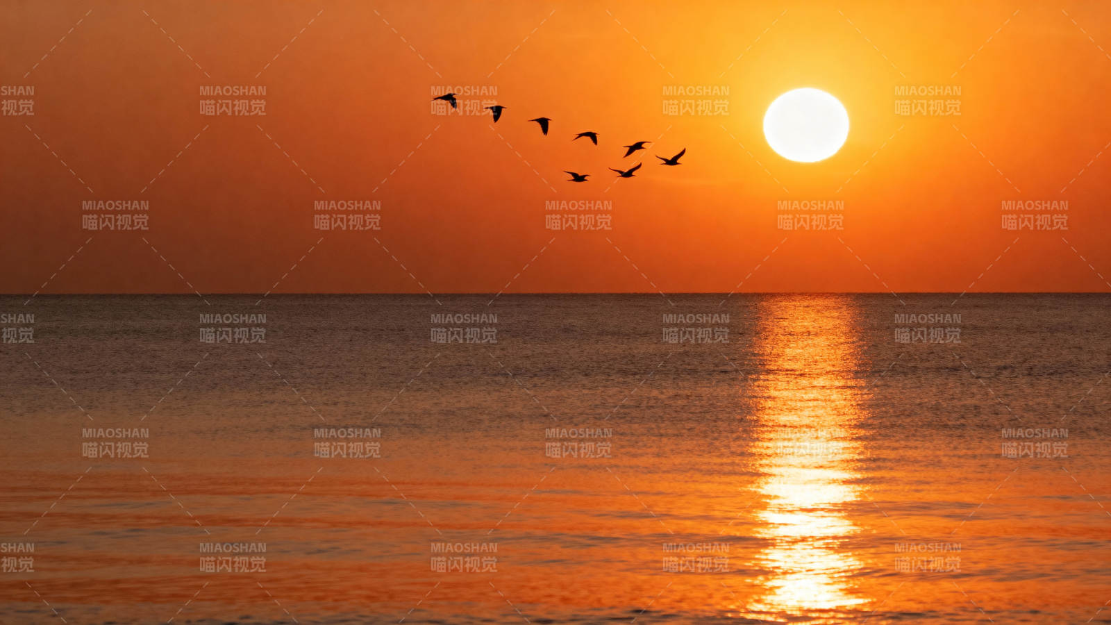 夕阳海鸟归航图片