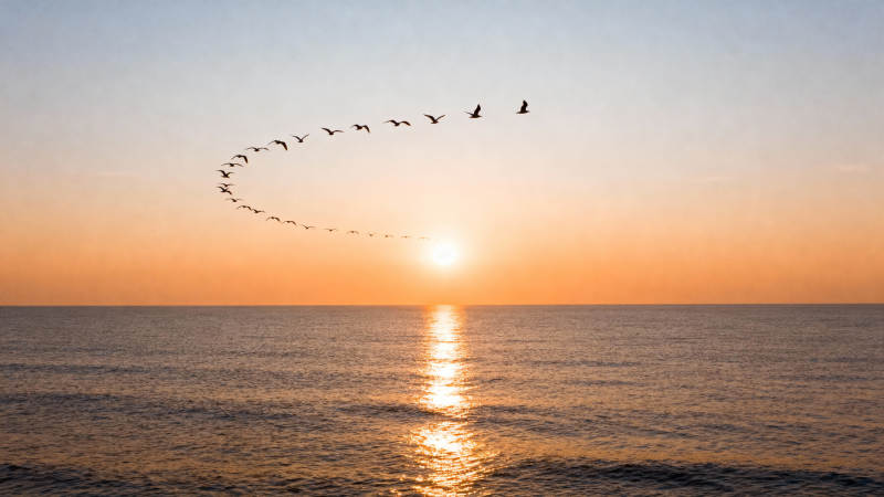 雁阵归日海天间图片