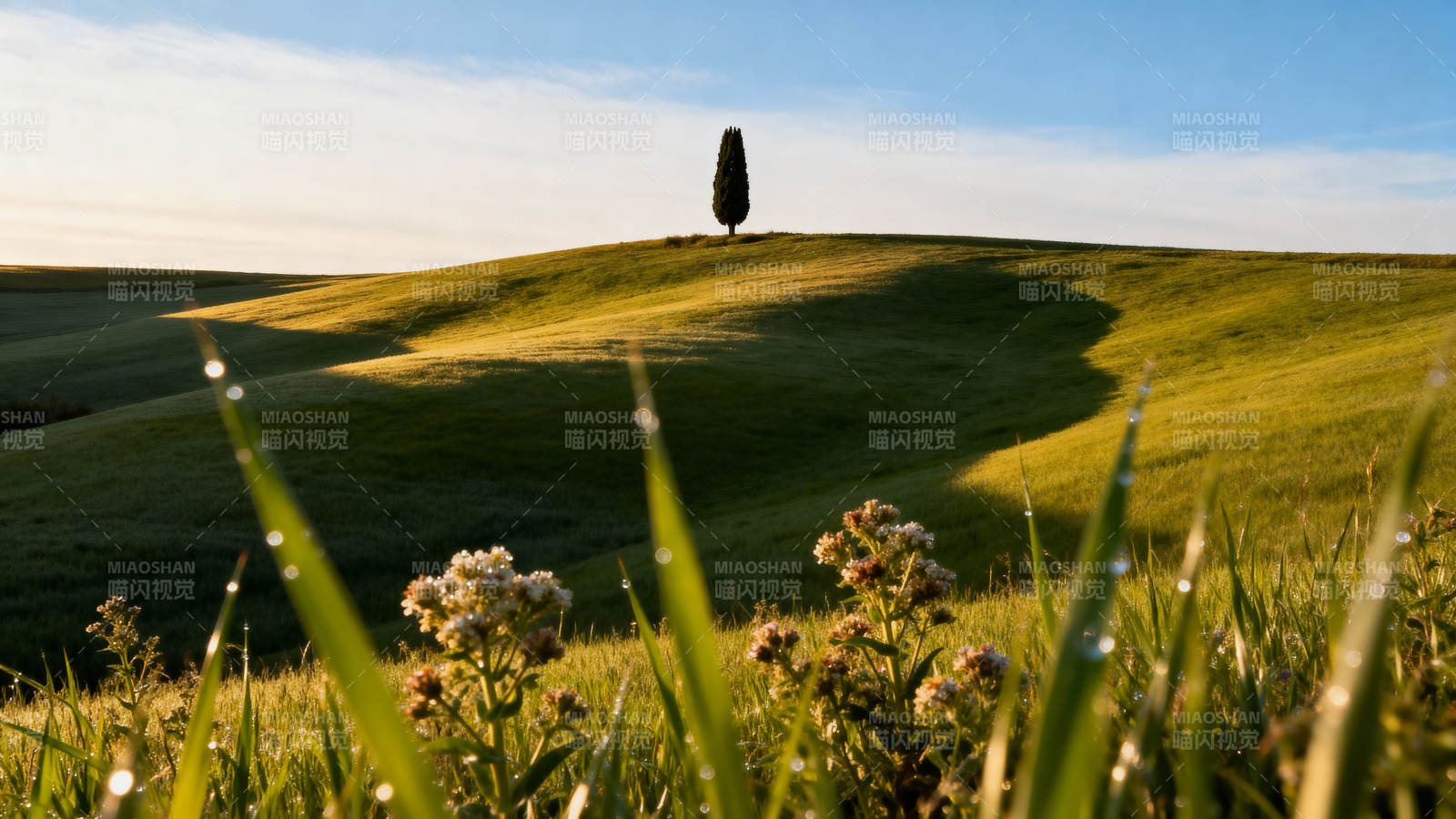 孤树映绿野图片