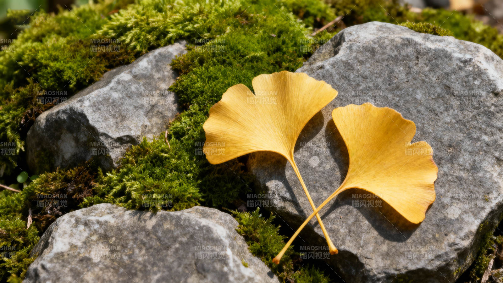 银杏叶落石间图片